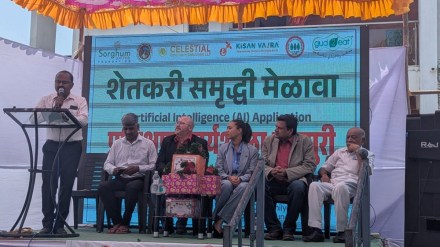 indapur sorghum