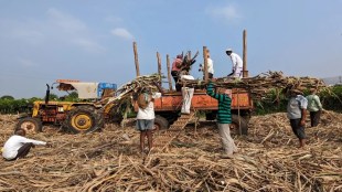 Sugar production dropped 18 percent due to low cane supply late season start reduced yield