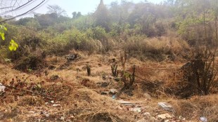 Parsik Hill trees cut