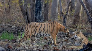 chhava tiger loksatta