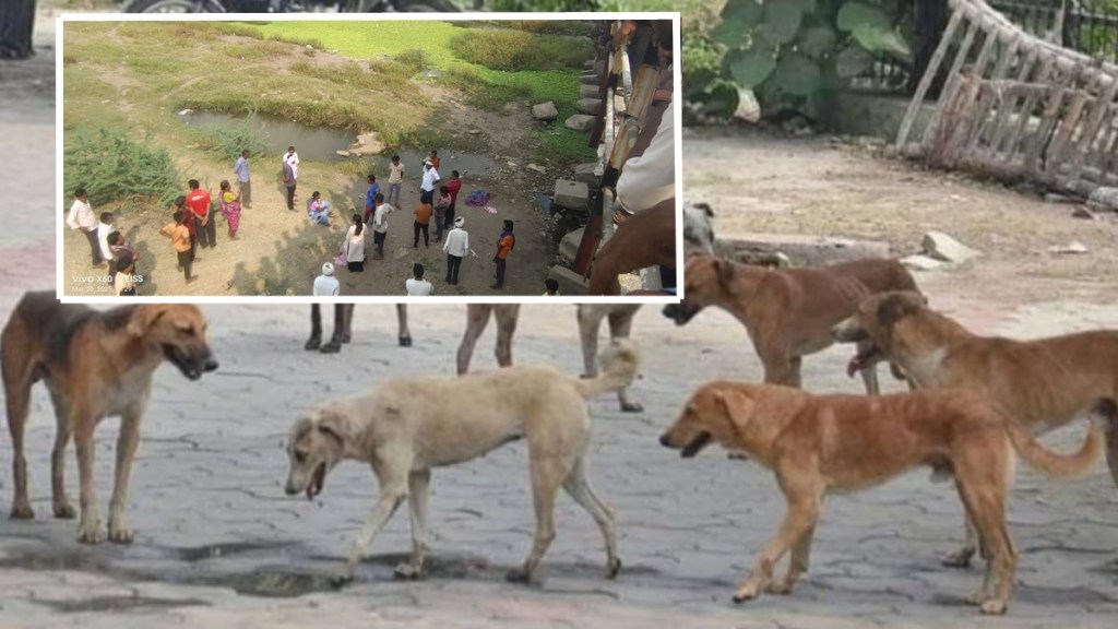 stray dogs attack Nagpur loksatta news