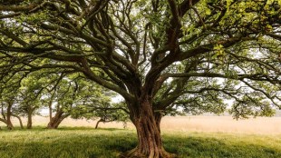 concretization became harmful for trees