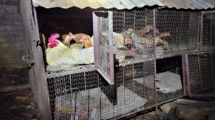 indapur hens loksatta