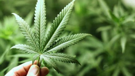 mumbai three crore ganja