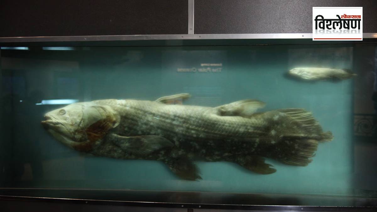 Loksatta explained About the discovery of the extinct coelacanth fish