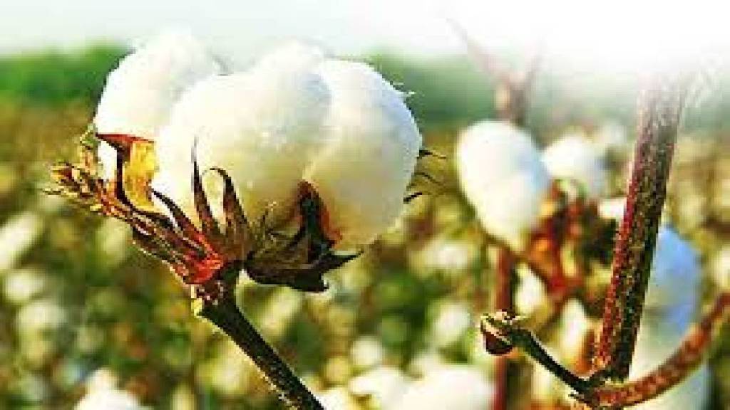 Marketing Minister orders inquiry into corruption at CCI cotton procurement centre Akola news