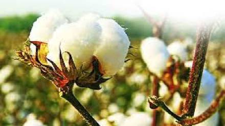 Marketing Minister orders inquiry into corruption at CCI cotton procurement centre Akola news