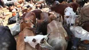 karad police busts illegal transport of jersey cows on pune bengaluru highway