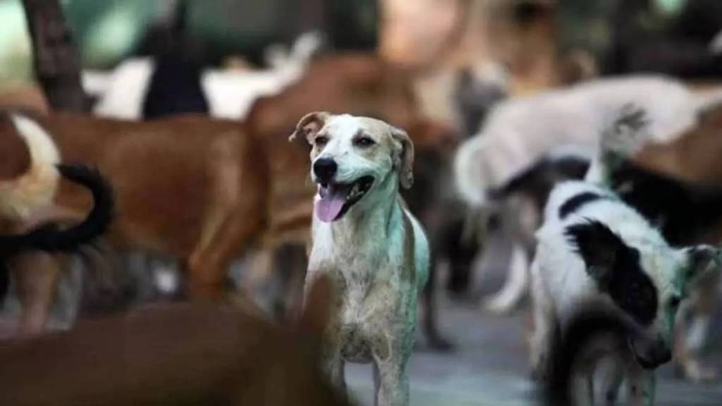 dog stuck in drain rescue by tmc disaster management