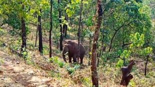 Elephants in Dodamarg causes financial loss to farmers
