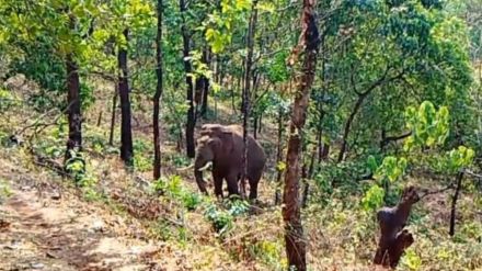 Elephants in Dodamarg causes financial loss to farmers