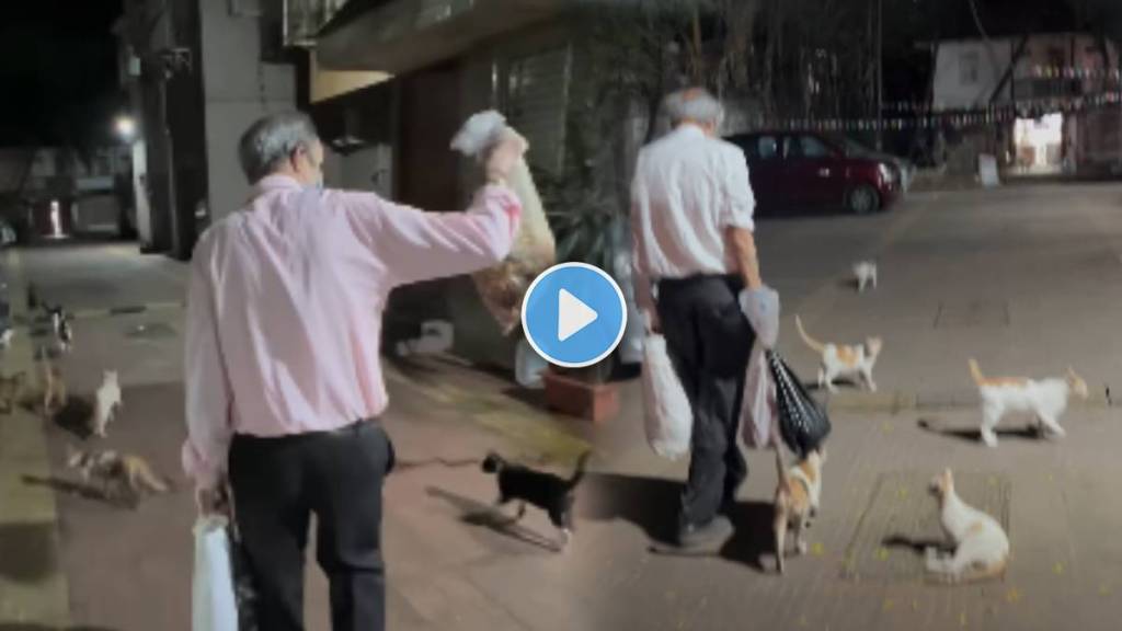 father feed 30 cats to chicken, father feed 30 cats to chicken,