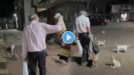 father feed 30 cats to chicken,