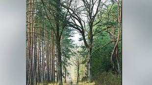 forest