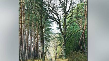 forest