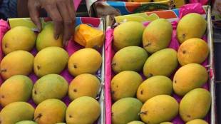pune market hapus mango price expensive gudi padwa 2025 festival