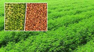 Import duty waiver on yellow lentils till May 31