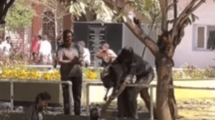 Holi
