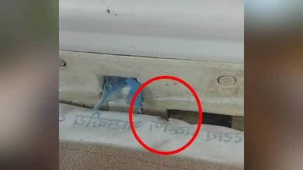 Cockroaches and insects roam freely in the neonatal intensive care unit of Nanded government hospital