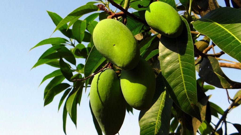 Mango | mango benefits | raw mango benefits | kachi keri khavana Fayda | kachha aam khane ke fayde | raw mango recipe | mango juice | aam panna