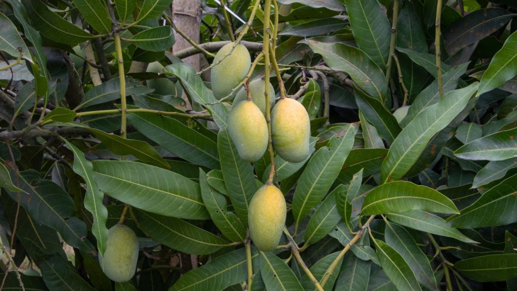 Mango | mango benefits | raw mango benefits | kachi keri khavana Fayda | kachha aam khane ke fayde | raw mango recipe | mango juice | aam panna