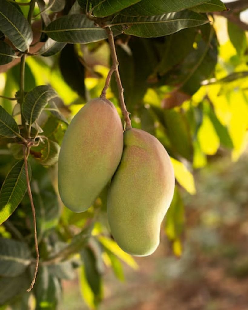 Health benefits of mango leaves