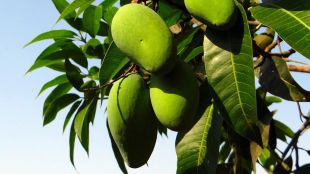 mango leaves health benefits in marathi