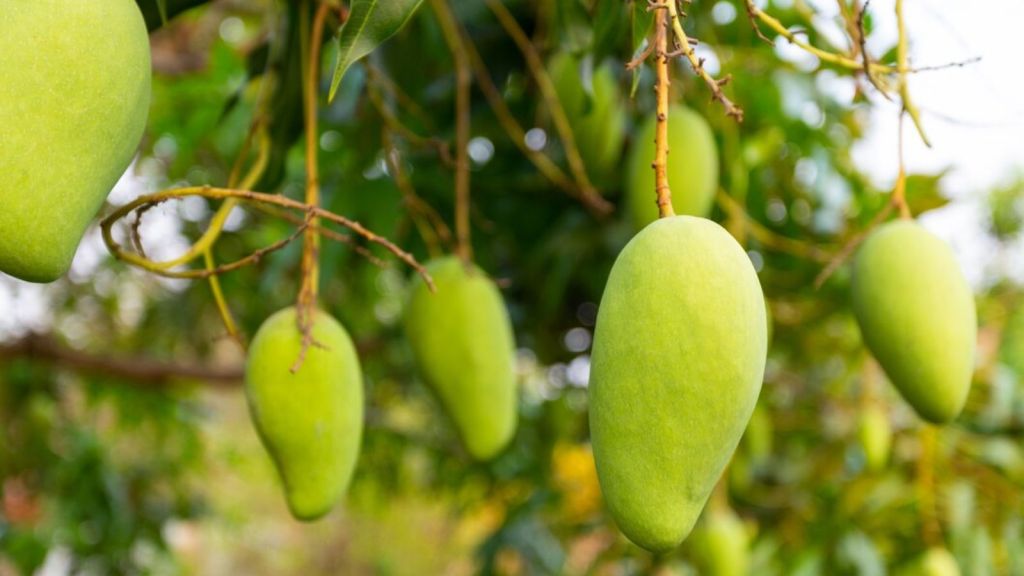 Mango | mango benefits | raw mango benefits | kachi keri khavana Fayda | kachha aam khane ke fayde | raw mango recipe | mango juice | aam panna