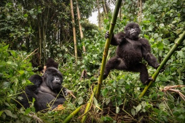 चिंपांझी (Chimpanzees)
