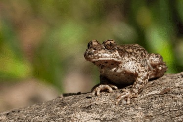 केन टॉड्स(Cane Toads)