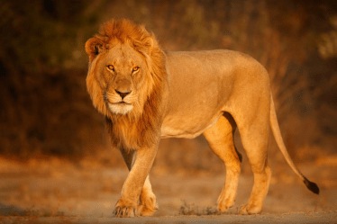 सिंह (Lions)