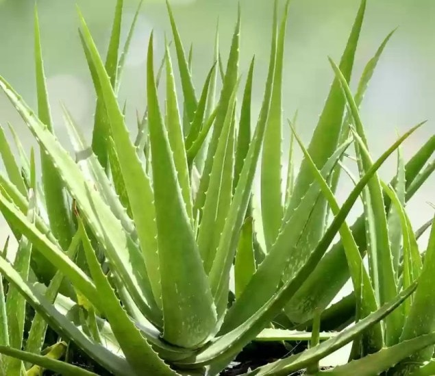 Aloe Vera