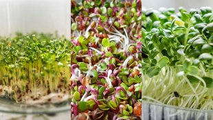 Healthy Sprouts for Diet