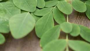 Moringa leaves for energy boost
