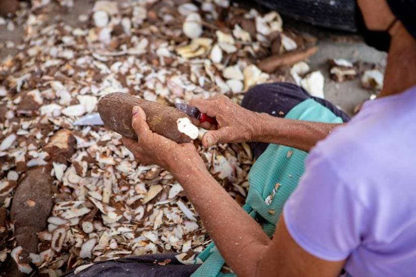 Where is Sabudana found the most in India