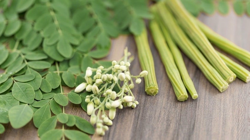 moringa