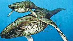dolphins and porpoises evolution news in marathi