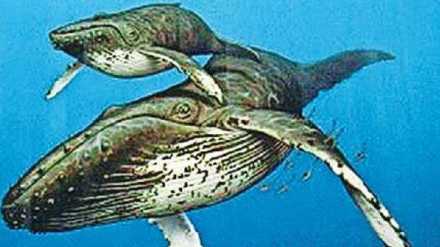dolphins and porpoises evolution news in marathi