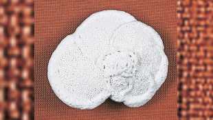 ancient marine organisms impact on climate change