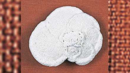 ancient marine organisms impact on climate change