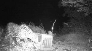 A meeting of a mother leopard and her cub in the Jala Bazaar area of Nandura taluka