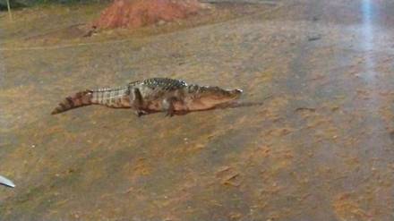 Crocodile roaming in powai campus IIT Mumbai premises forest department