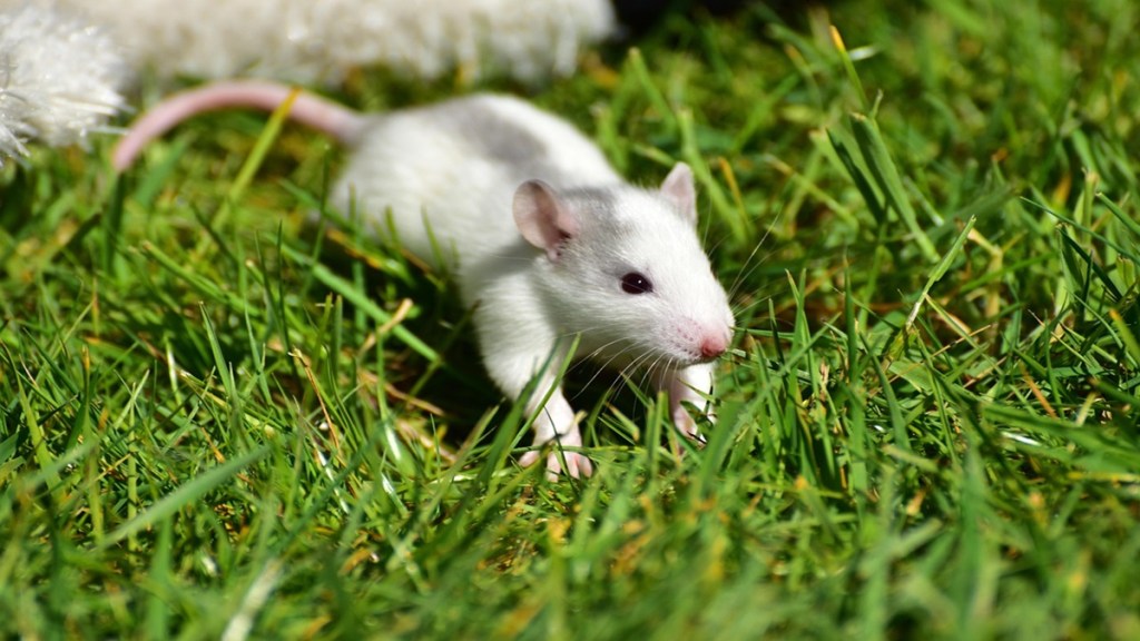 Pimpri, Municipal Corporation, rats, rat,