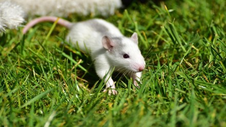 Pimpri, Municipal Corporation, rats, rat,