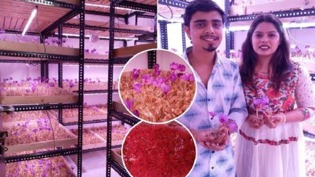 couple from Nagpur is earning Rs 50 lakhs directly from saffron farming couple from Nagpur is earning Rs 50 lakhs directly from saffron farming
