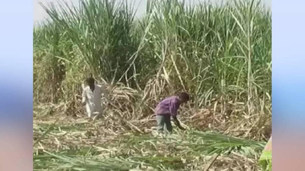 Harvesting machine scheme for sugar factories nashik news