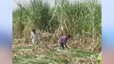 Harvesting machine scheme for sugar factories nashik news