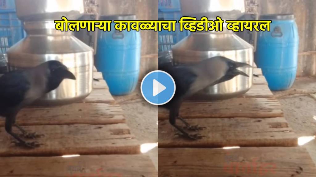 talking crow viral video