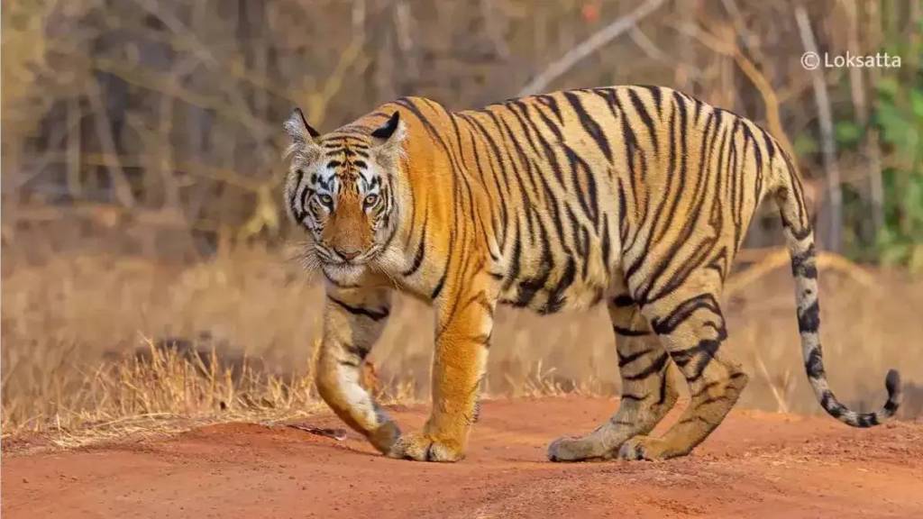 forest department does not have the intelligence system to stop illegal tiger hunting forest department does not have the intelligence system to stop illegal tiger hunting
