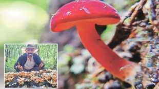 mycology expert dr pandurang bagam information